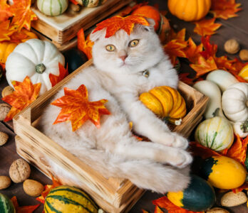 Autumn Cat Jigsaw Puzzle