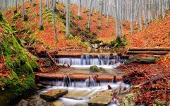 Autumn Forest