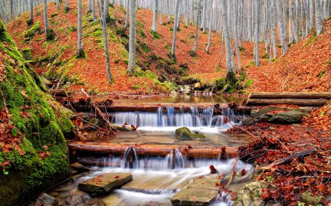 Autumn Forest Jigsaw Puzzle