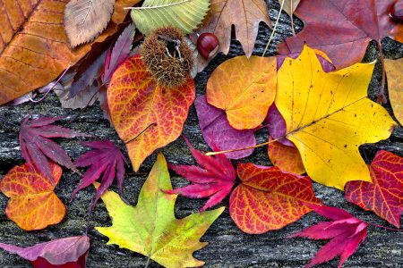 Autumn Leaves Jigsaw Puzzle