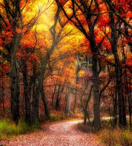 Autumn Light Jigsaw Puzzle