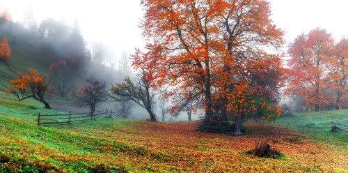 Autumn Mist Jigsaw Puzzle