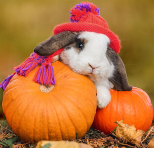 Autumn Rabbit Jigsaw Puzzle