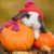 Autumn Rabbit Jigsaw Puzzle