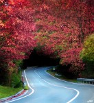 Autumn Road