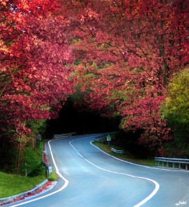 Autumn Road Jigsaw Puzzle