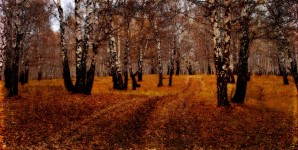 Autumn Trail