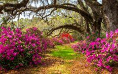 Azaleas and Oaks