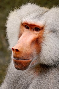 Baboon Jigsaw Puzzle