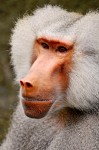 Baboon