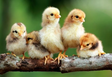 Baby Chicks Jigsaw Puzzle