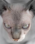 Bald Cat