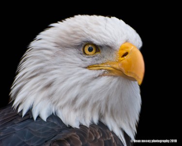 Bald Eagle Jigsaw Puzzle