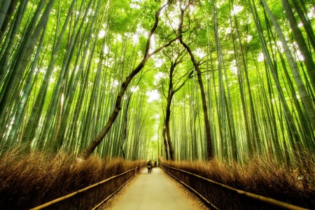 Bamboo Forest Jigsaw Puzzle