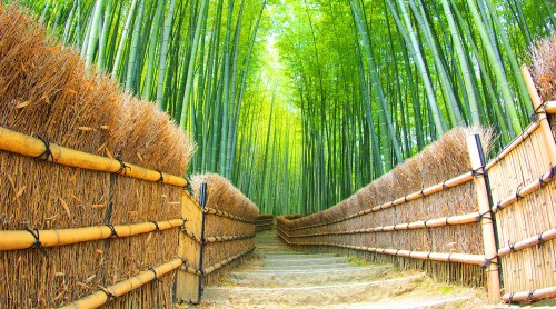 Bamboo Grove Jigsaw Puzzle