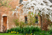 Barn and Cherry Tree