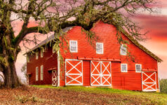 Barn and Oak Tree