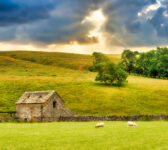 Barn and Sheep