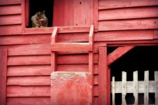 Barn Cat