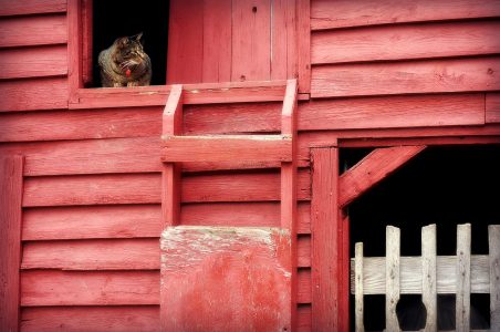 Barn Cat Jigsaw Puzzle