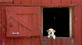 Barn Dog