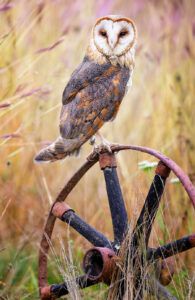 Barn Owl Jigsaw Puzzle