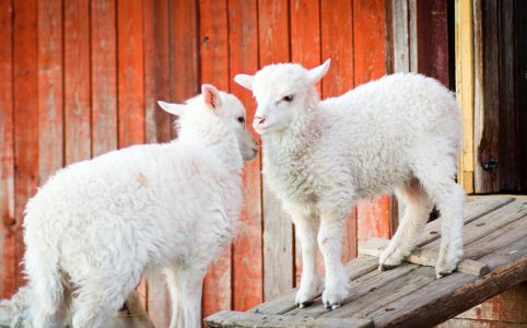 Barnyard Lambs Jigsaw Puzzle