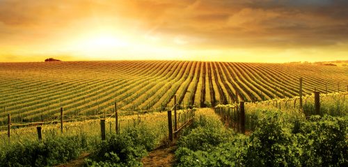 Barossa Vineyard Jigsaw Puzzle