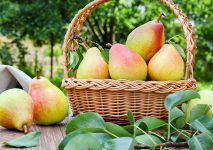 Basket of Pears