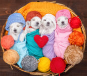 Basket of Puppies