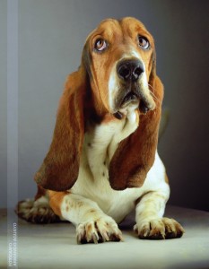 Basset Hound Jigsaw Puzzle