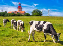 Bastorf Lighthouse Jigsaw Puzzle