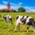 Bastorf Lighthouse Jigsaw Puzzle
