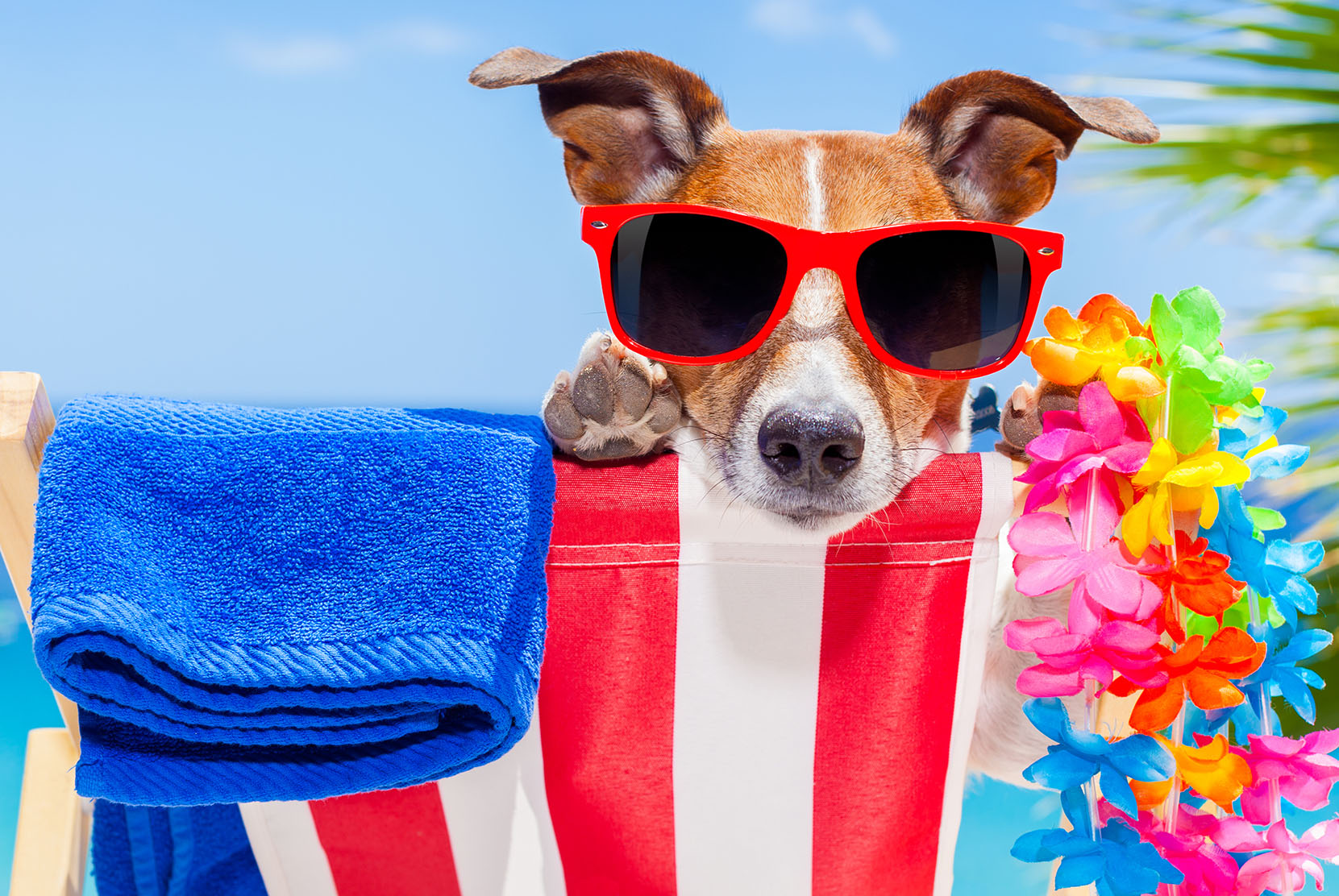 Beach dog jigsaw puzzle