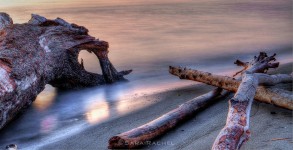 Beach Driftwood