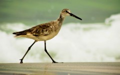 Beach Stroll