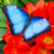 Beautiful Blue Butterfly Jigsaw Puzzle