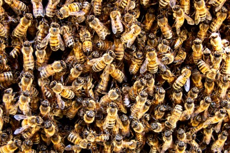 Bee Hive Jigsaw Puzzle