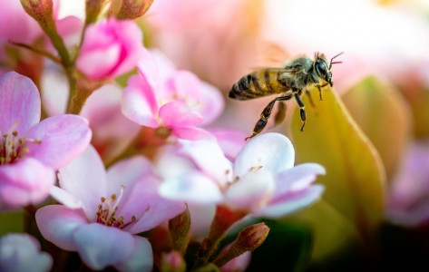 Bee in Flight Jigsaw Puzzle