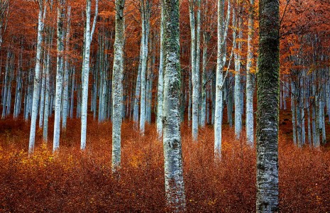 Beech Grove Jigsaw Puzzle