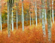 Beech Trees