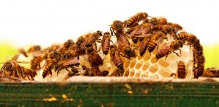 Bees and Honeycomb