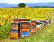 Bees and Sunflowers