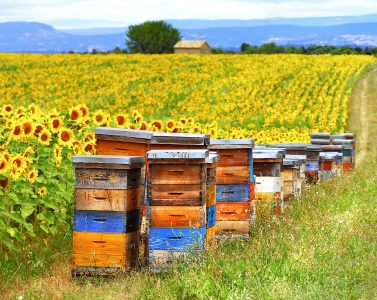 Bees and Sunflowers Jigsaw Puzzle