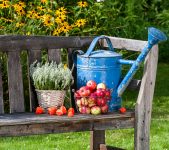 Bench and Apples