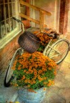 Bicycle and Flowers