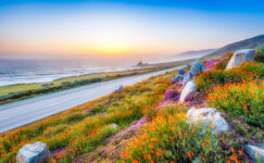 Big Sur Wildflowers