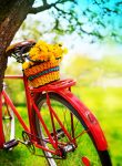 Bike and Flowers