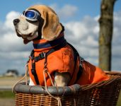 Biker Beagle