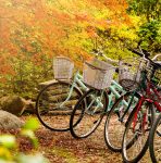 Bikes in a Park